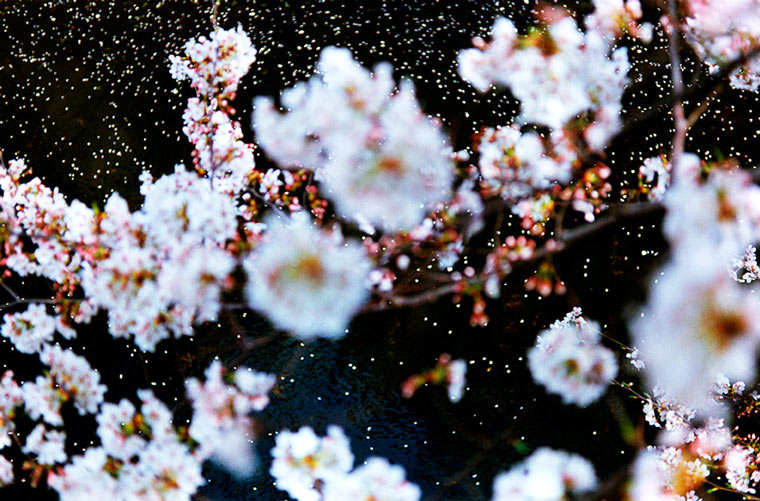 蜷川実花の撮った写真