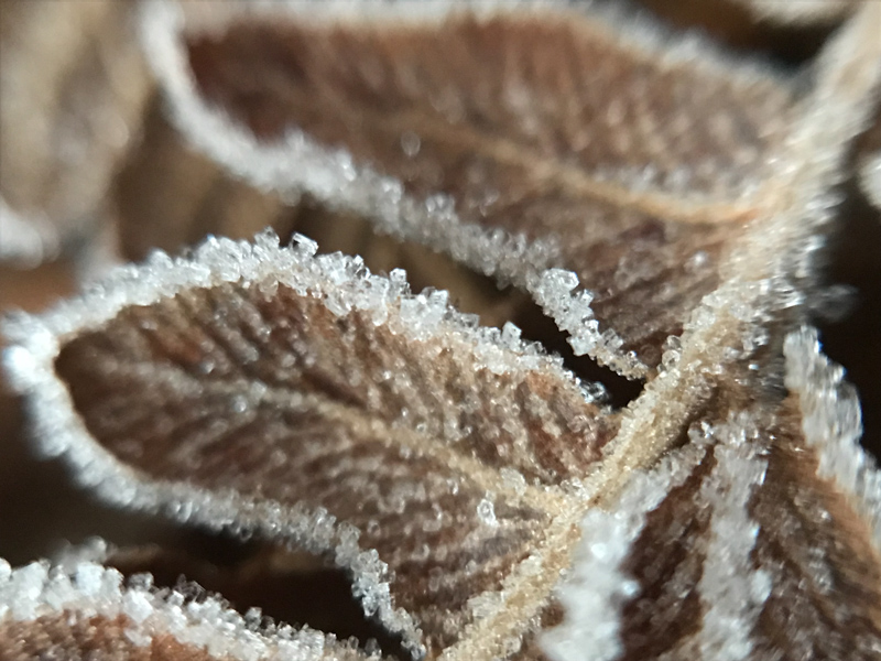 iPhoneで撮った霜の写真