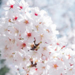 写真部交流！桜ノ宮〜大阪城まで写真を撮りに行きました！