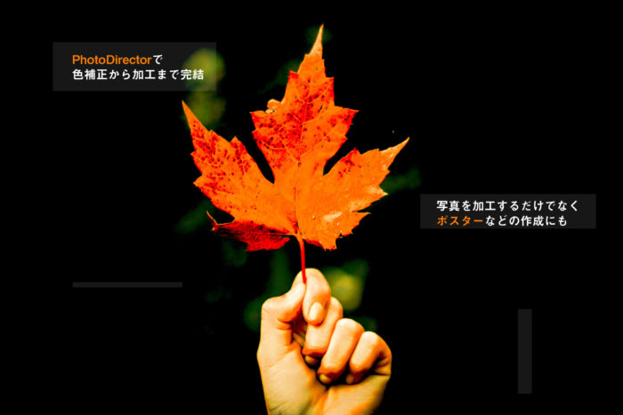 PhotoDirector_Maple
