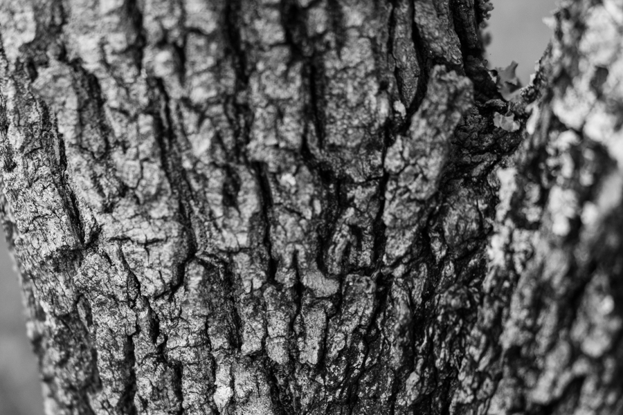 木の表面を映したモノクロ写真