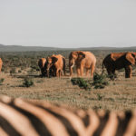 日本人の動物写真家・ネイチャーフォトグラファー15名のポートフォリオサイト